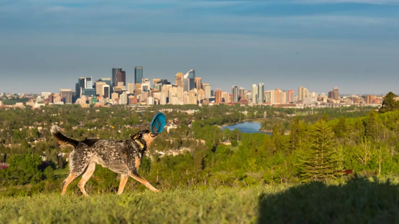 Airbnb Calgary pet-friendly